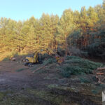 mulczowanie agropark wycinka drzew